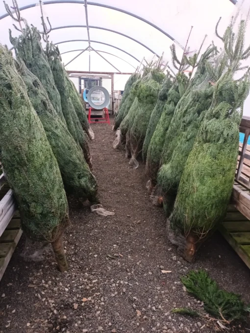 buy Christmas tree pallets Australia wholesale — image 8