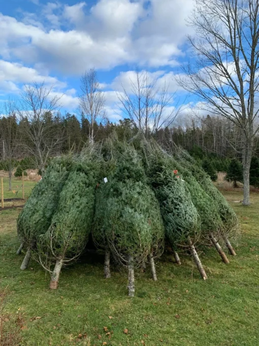 buy Christmas tree pallets Australia wholesale — image 10