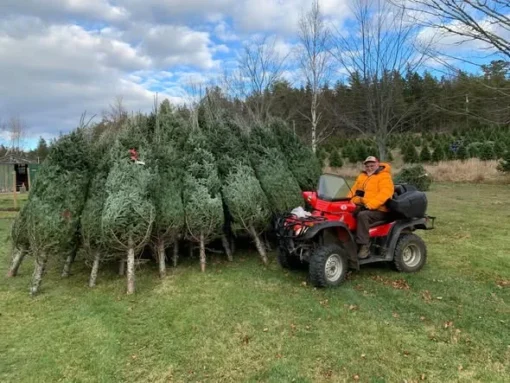 buy Christmas tree pallets Australia wholesale — image 9